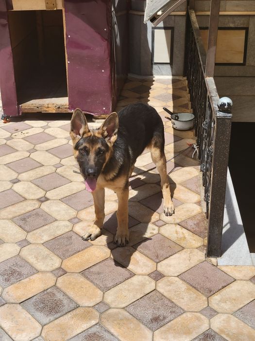 Овчарка 4 месяца сучка