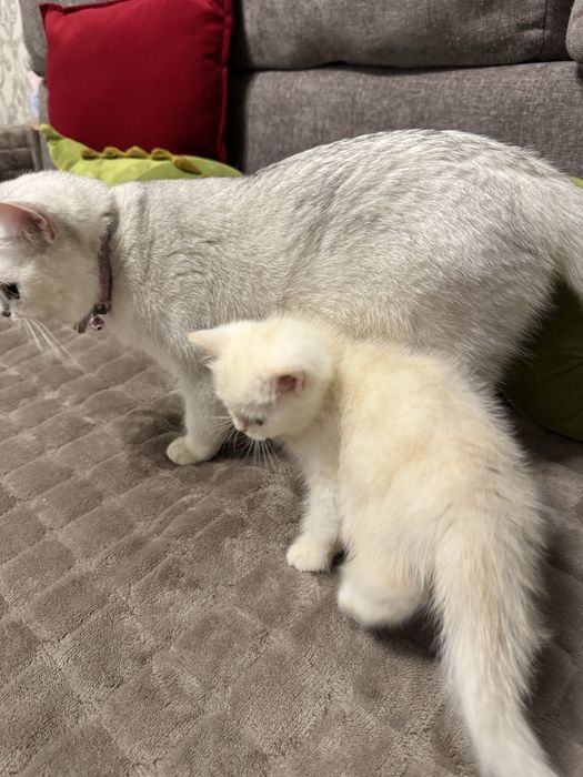 Shinshila serebristiy svetliy