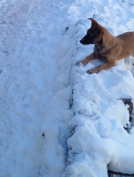 Белгийска овчарка Малиноа/ Malinois ›