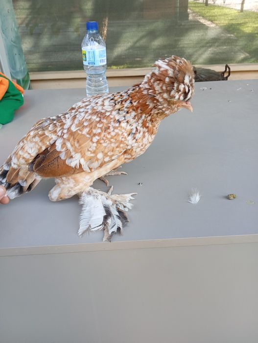 Японские куры петух