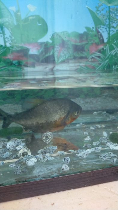 Рыба цихлидный хищник