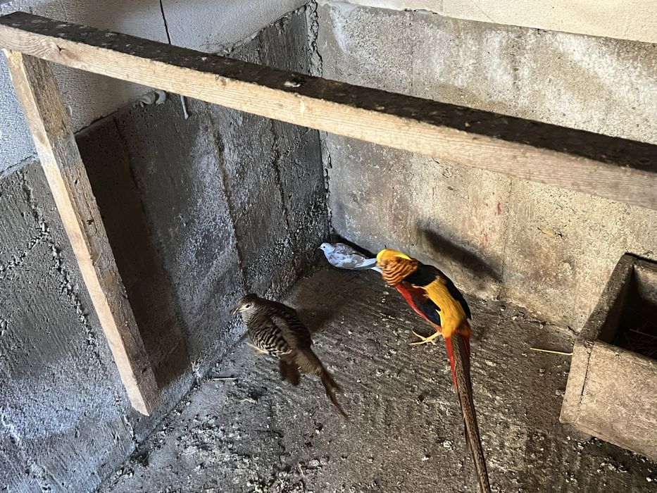 Vand pereche fazani auriu pe rosu , plus altele