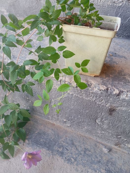 Клематис сиреневого цвета