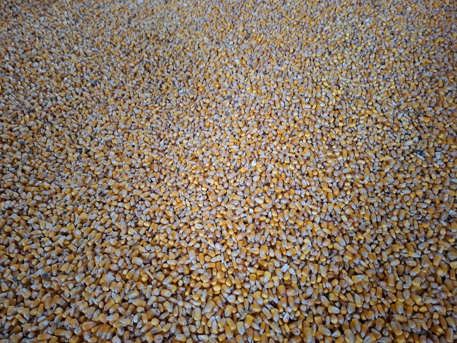 Vând porumb boabe recolta 2025