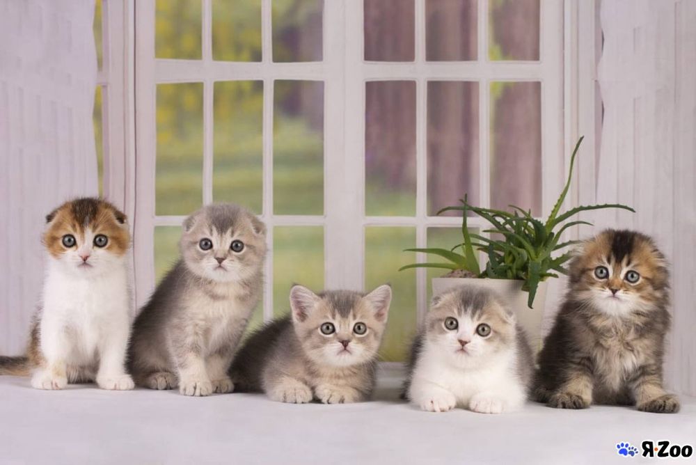 Skotish fold mushukchalari