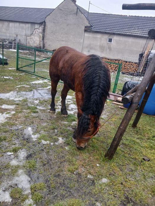 Vând armăsar 3 ani!