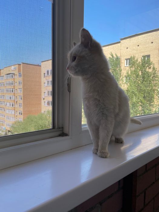 Отдам котенка даром
