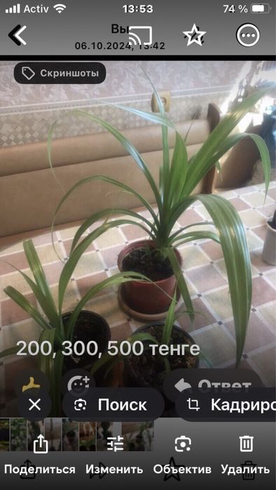 Цветы домашние разные в горшочкпх