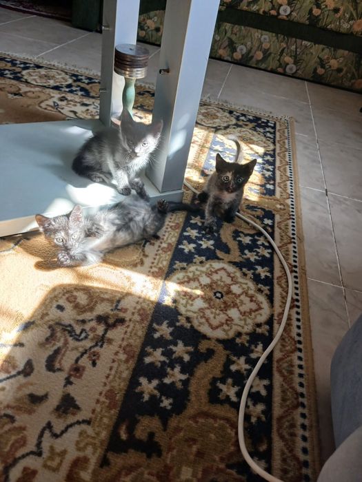 Отдам котят в добрые руки