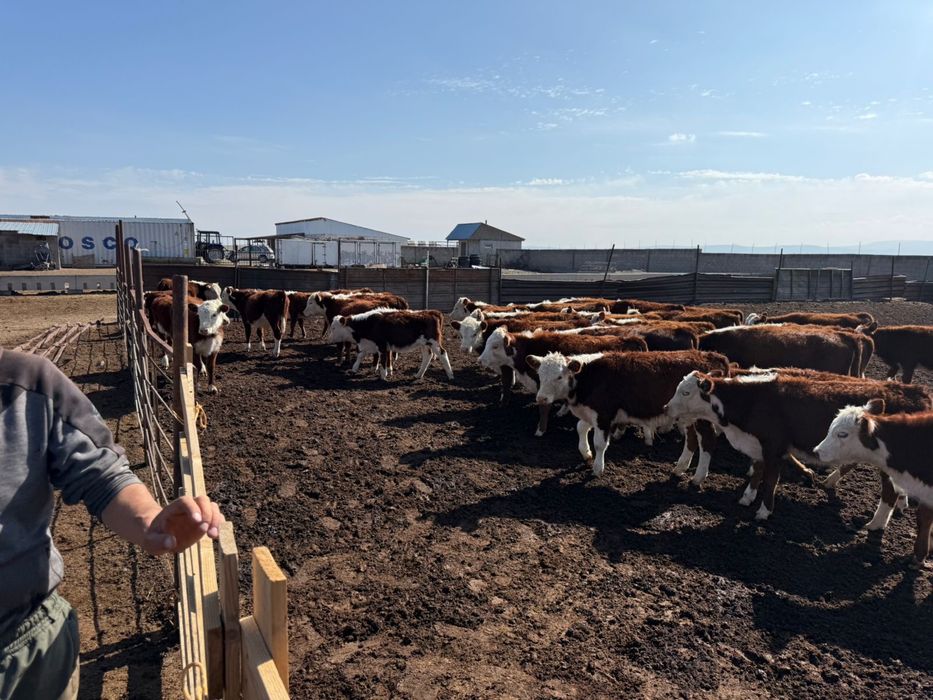 Племенной ақбас документімен