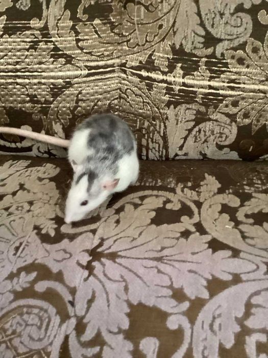 Маленькая девочка-крыска ищет заботливый дом