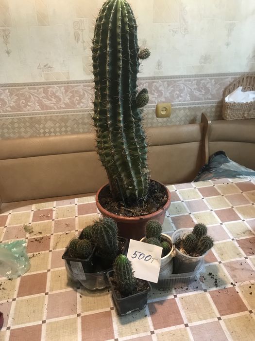 Цветы домашние разные в горшочкпх