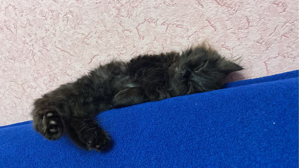 Котенок в добрые руки
