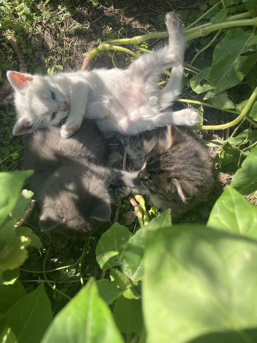 Ищем семью для котят.