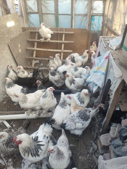 Куры петухи брама