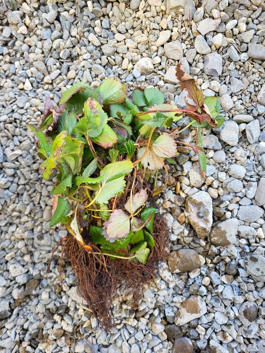 Stoloni căpșuni, soi Albion