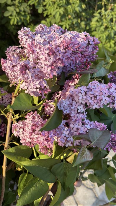 Сирень букет и веточка