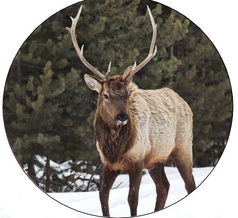 Калъф За Резервна Гума На Джип С Елен Сърандак