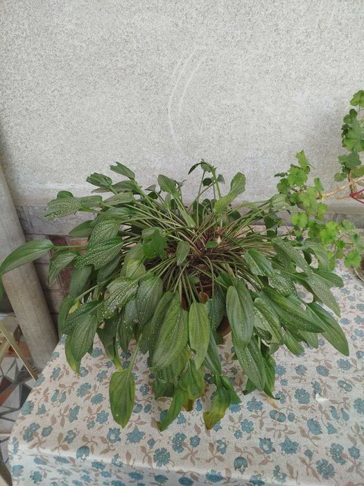 продам комнатные цветы