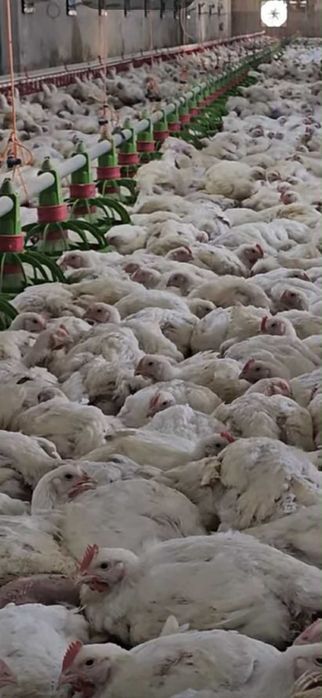 puii de carne și rasa mixta