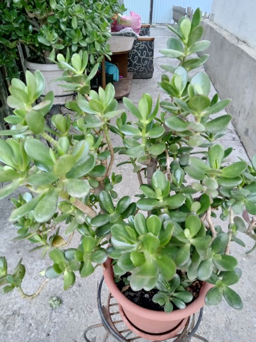 Продам денежный цветок