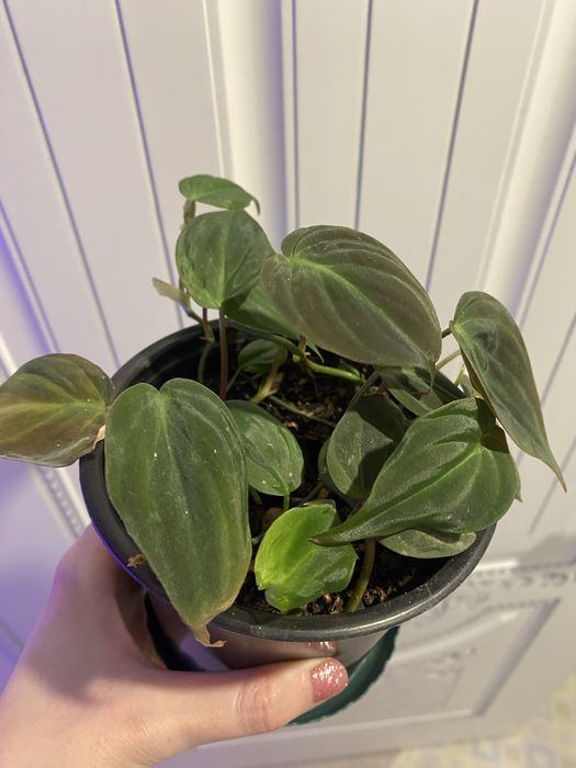 Филодендрон миканс