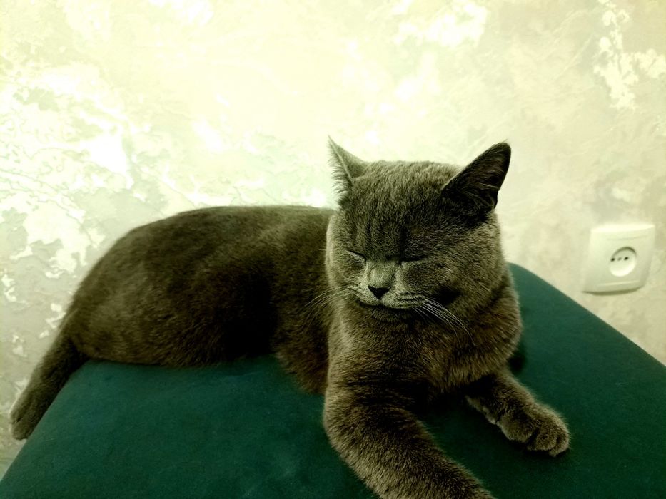 Mushuk zoti britan short hair