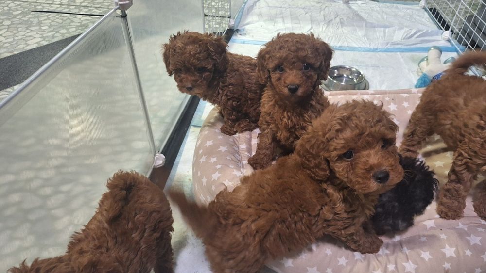 Мини пуделчета /момчета и момичета