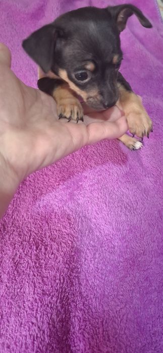 Продам мини тойчика