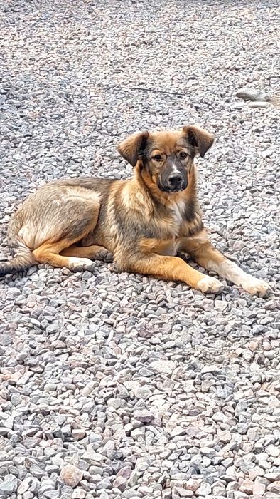 Пристраиваются щенки