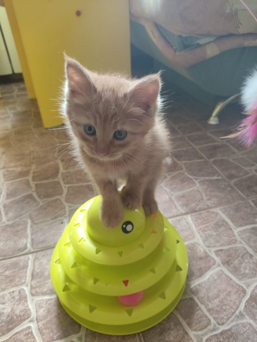 Котята  1.5месяца домашние