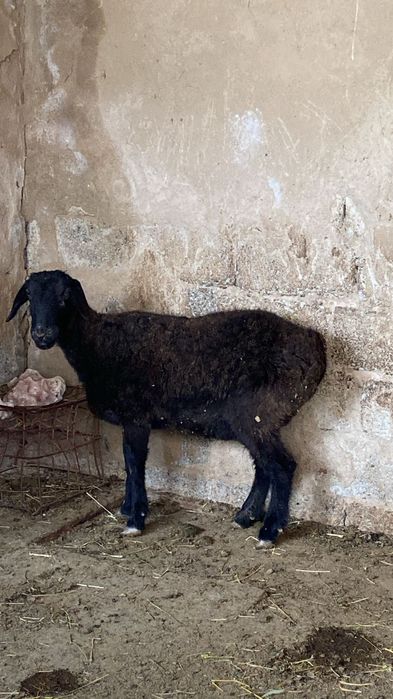 Қой тоқты саулық