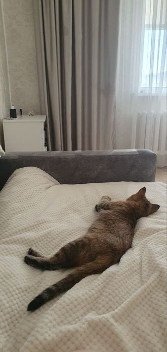 Отдам кошку в добрые руки