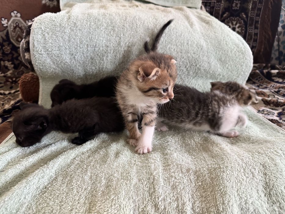 Отдам котят в добрые руки