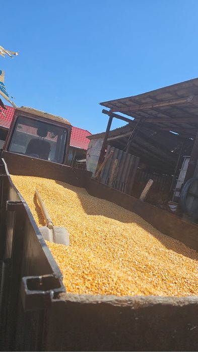 Vand porumb Pioneer recolta 2025, proaspat sfarmat - 1,5 lei /kg