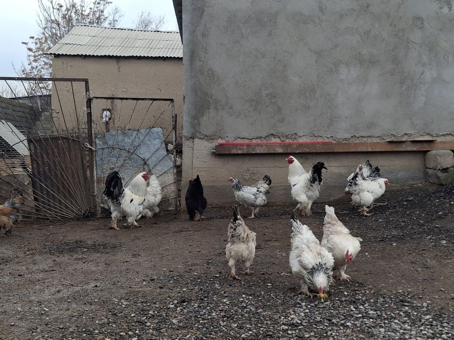 Срочна Продам Брама