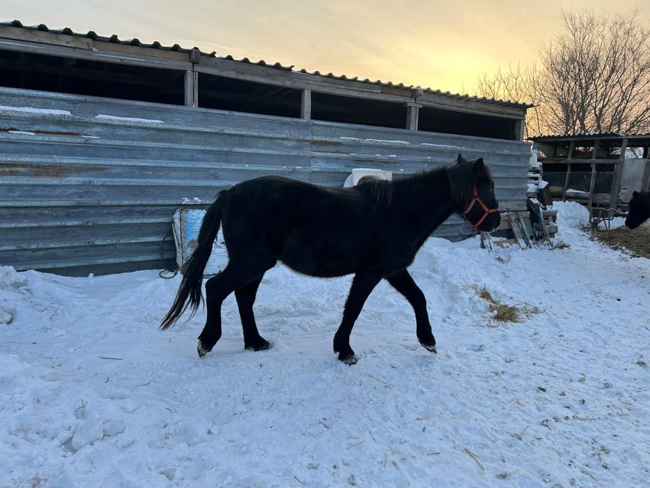 Жеребчик 2.5года