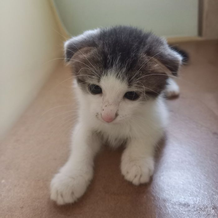 Вислоухий котёнок 1,5 мес мальчик