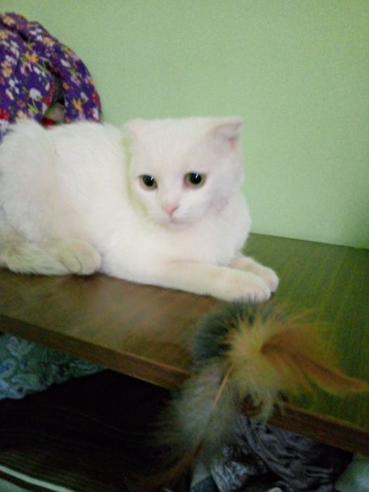 Aqilli mushuk xonadon mushugi