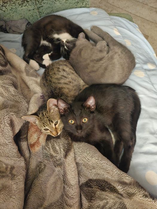 Отдам даром котят