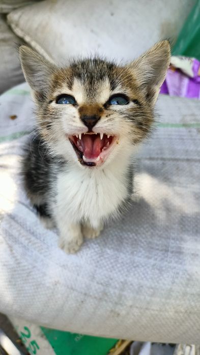 Pisici pentru adopție