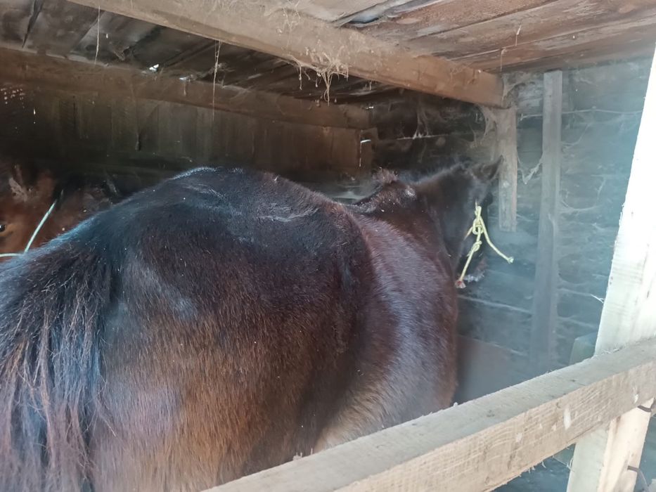 Продам кобылу 6 лет , вместе с жирибенком