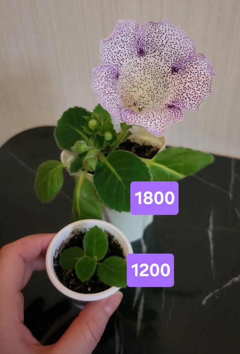 Продам глоксинию 45я