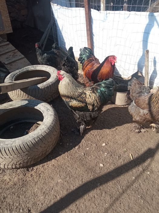 Vând cocoș brahma negru cu auriu