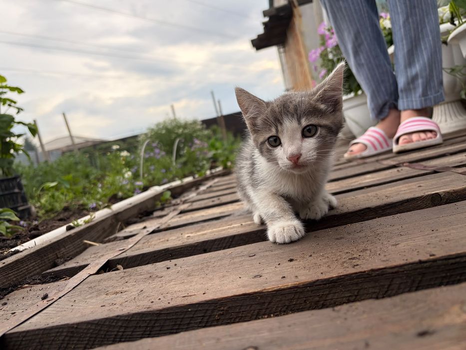 Отдам котят в хорошие руки
