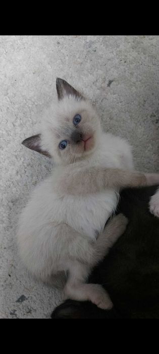 Продам котят 1 месяц