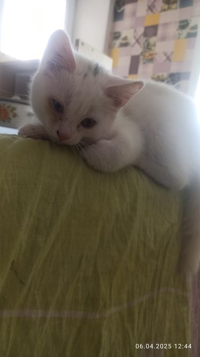 Отдам котенка мальчик в добрые руки