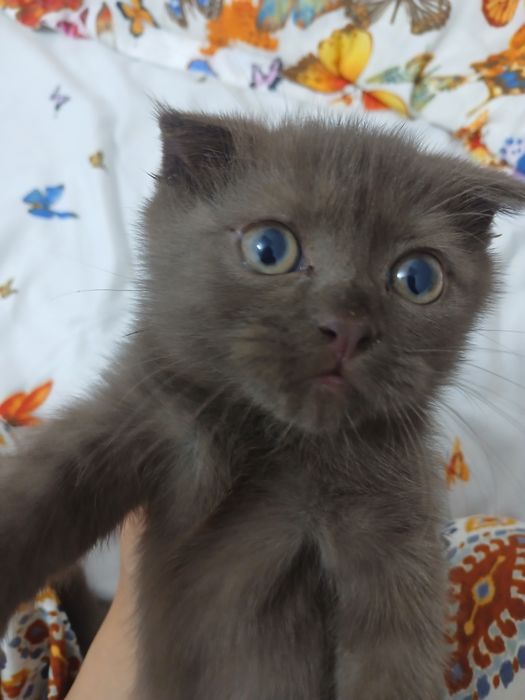 Scottish fold mushuk sotiladi