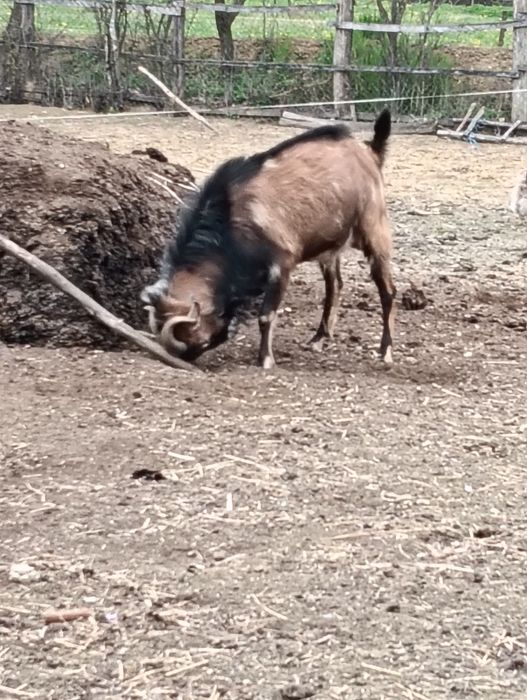 Vând țap anglonubian .