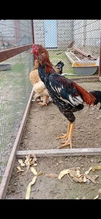 Петух бойцовые срочно